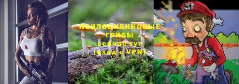 хочу   Истра  Псилоцибиновые грибы MAGIC MUSHROOMS 